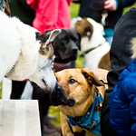 Paws For The Cause 2009 : Didn't get many good photos, but I did get to pet lots of doggies! Event was in Antigonish, N.S.